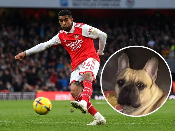 Arsenal star's dog bites man, faces criminal trial.