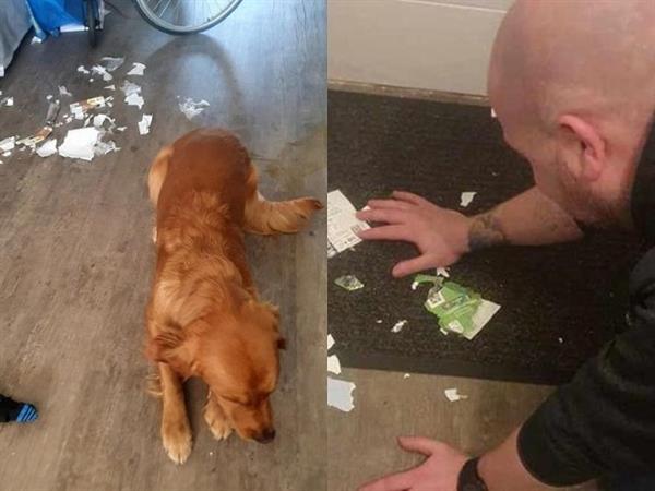 Tickets for EFL Cup final chewed up by pets, fans angry at dog sales